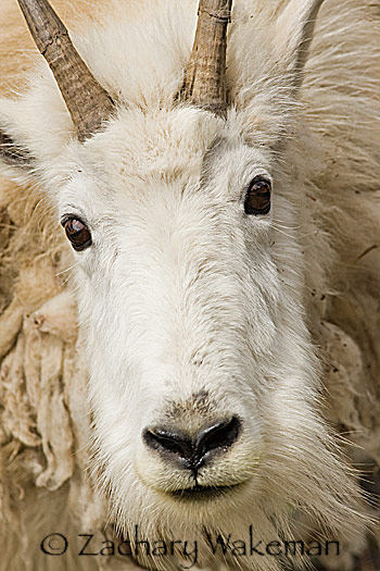 Mountain-Goat-Portrait-Glacier-NP.jpg