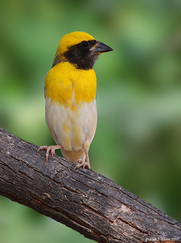 A Heartful of Harvest: Aesthetics of Indian Weaver Bird (Baya)
