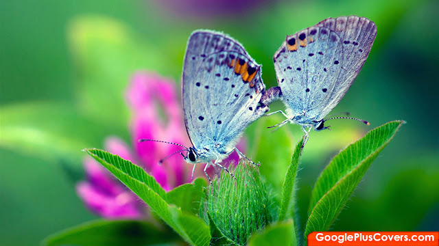 Spring%20Nature%20Butterfly