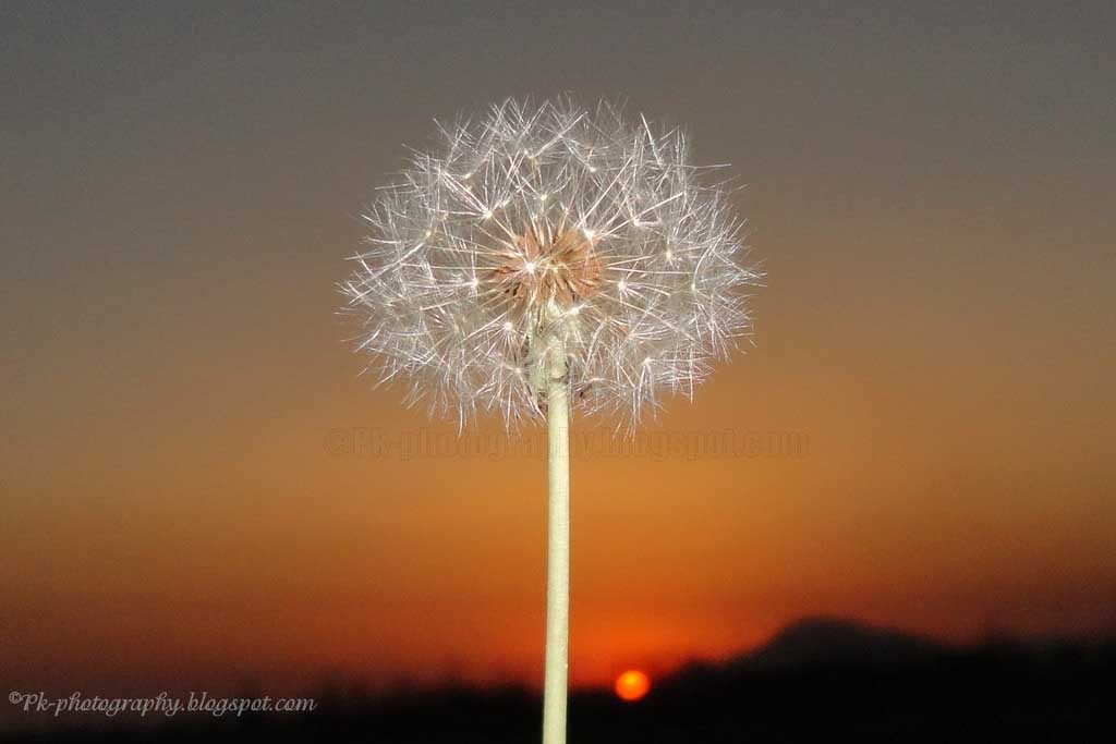 Dandelion Clock Nature, Cultural, and Travel Photography Blog