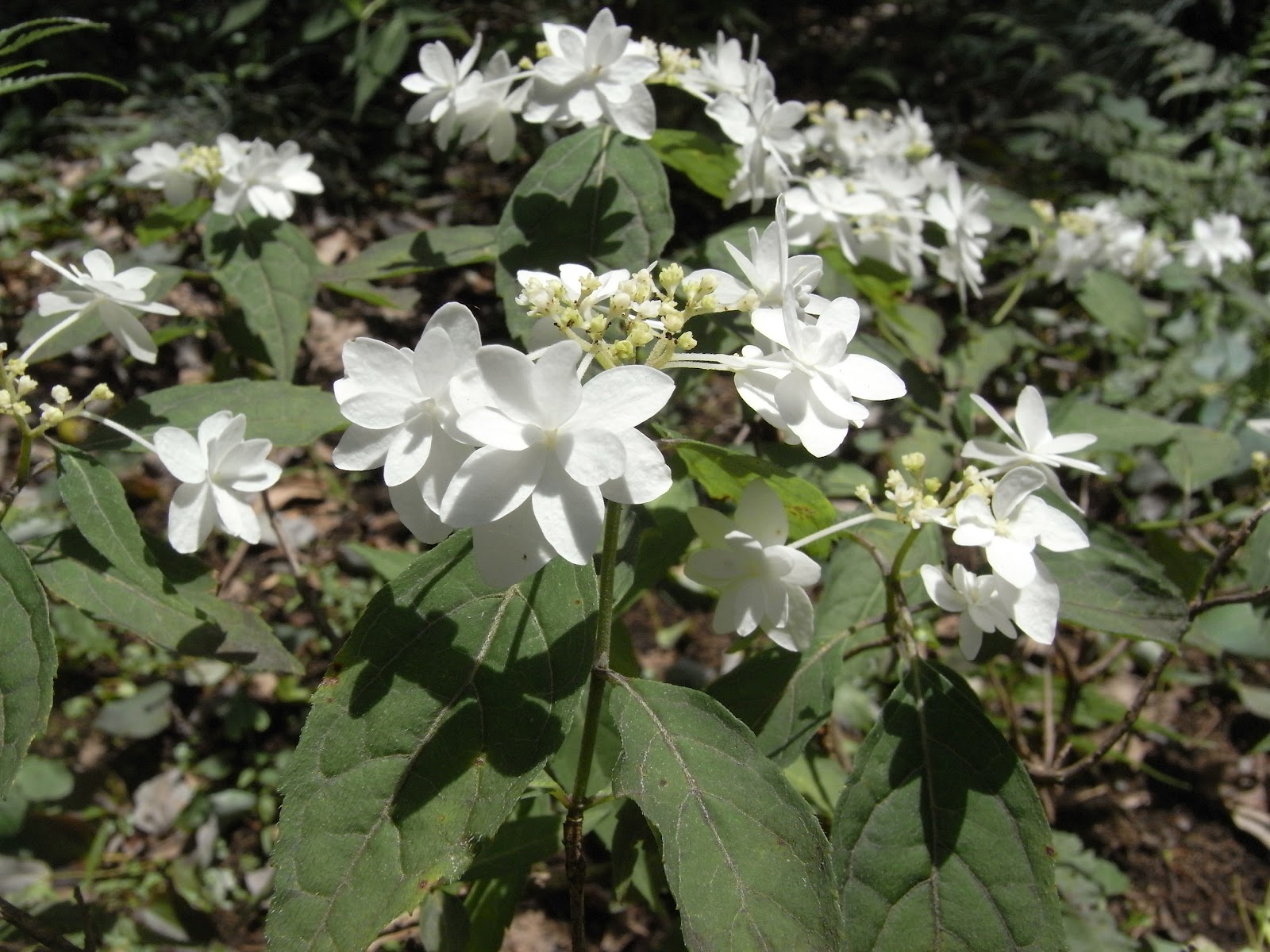 シマシマ草紙 植物 建築 アート アジサイ 六義園