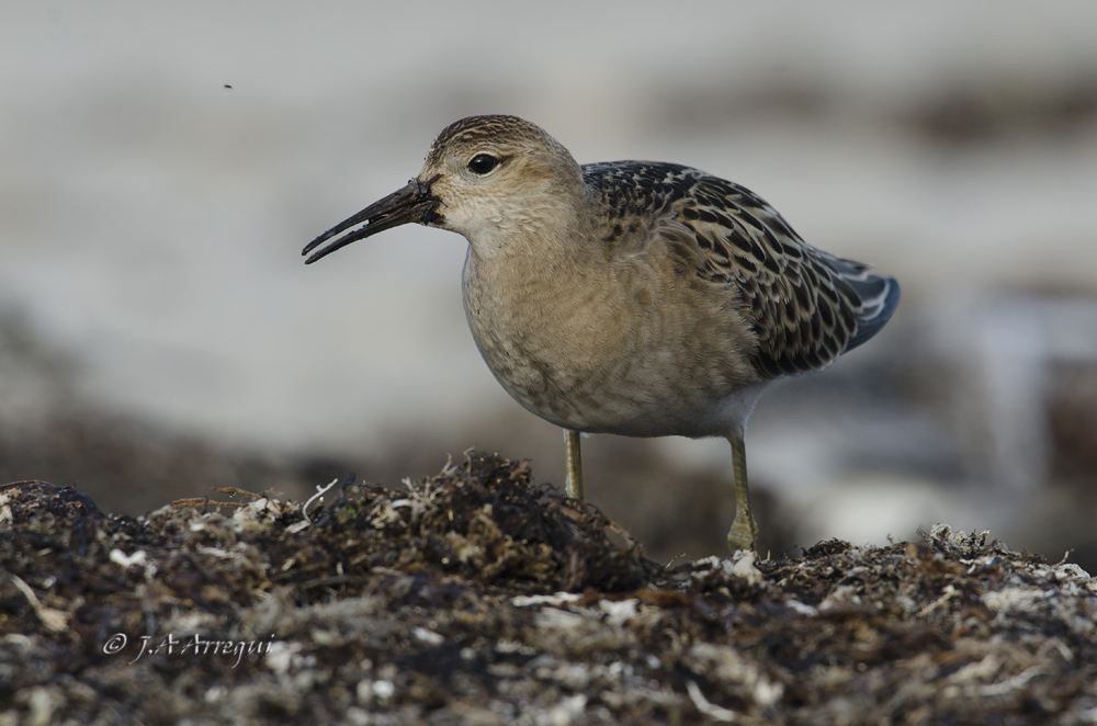Combatiente, Philomachus pugnax, Ruff Combatiente, Philomachus pugnax, Ruff