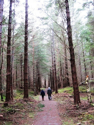 Trees in Cambus o'May, Deeside