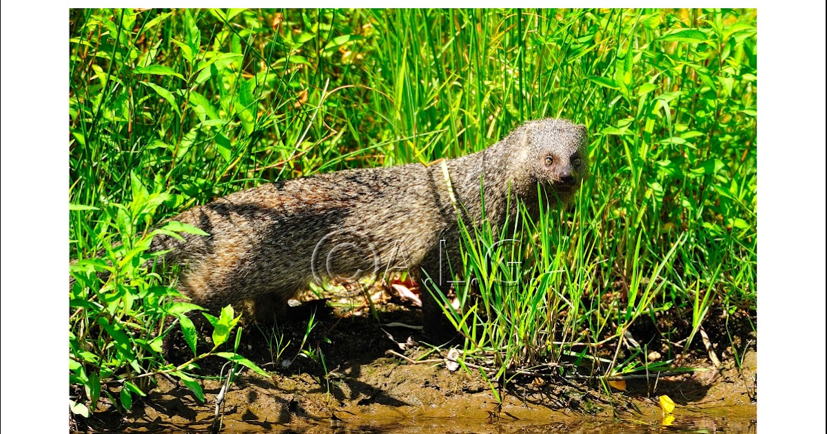 Encuentros memorables La mangosta europea
