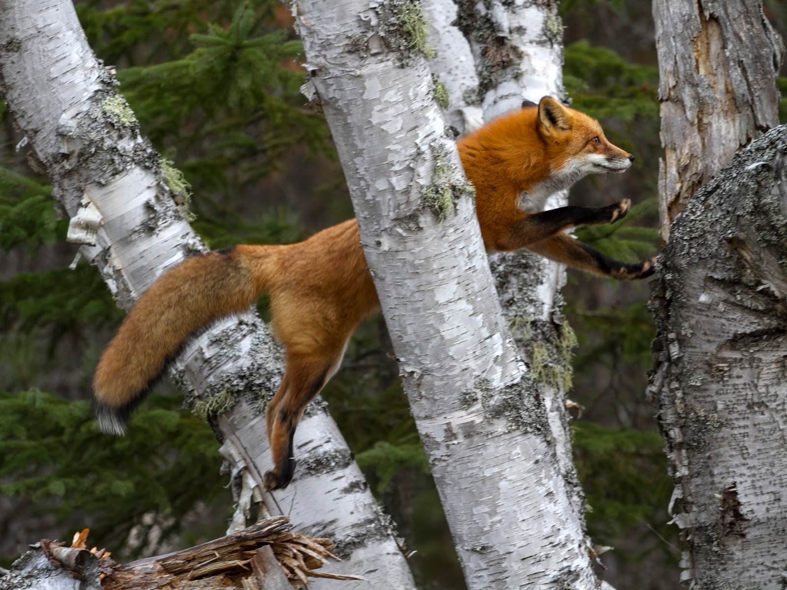 Ann Brokelman Photography Red Fox climbing a tree!!!!