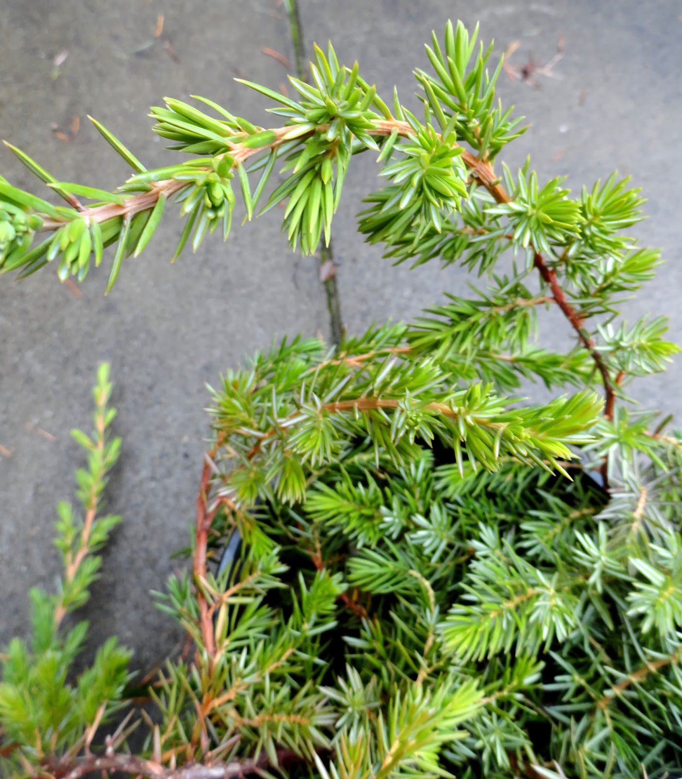 A Guide To Northeastern Gardening Dwarf Globe Conifers In The