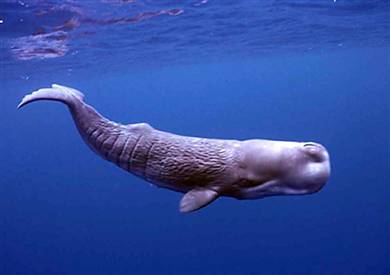 Sperm Whale Outline