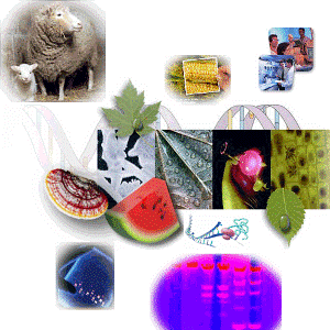 Importancia De La Bioquimica En Los Alimentos Transgenicos