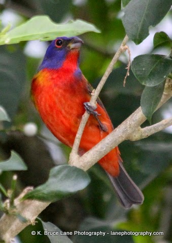 K. Bruce Lane - Photo of the Day: Painted Bunting 2