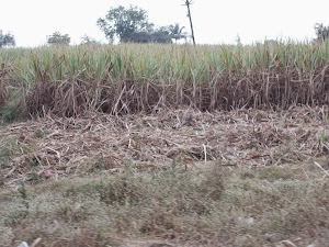 Sugarcane fields on the way to Mumbai.