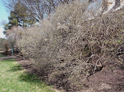 Viburnum X Burkwoodii Mohawk Growing The Home Garden