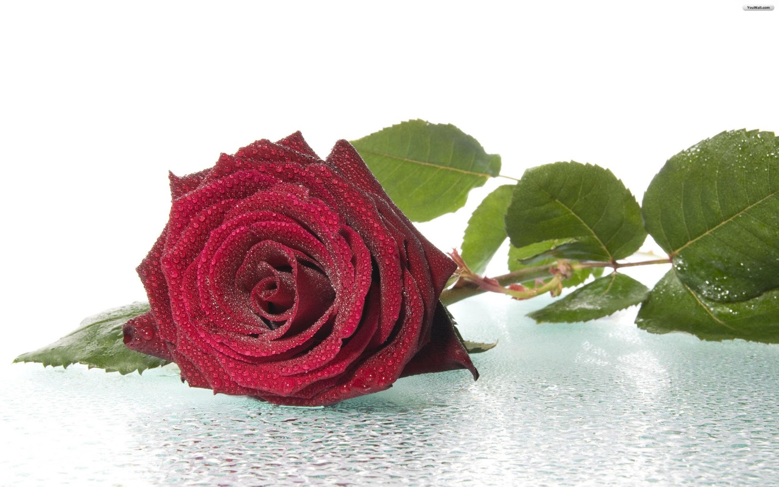 http://1.bp.blogspot.com/-0Czxpq3nmK8/UO6_ZudH7oI/AAAAAAAABvE/LRQ1DpPap60/s1600/red%2Brose%2Bgift%2Bon%2Bvalentines%2Bday%2B(2).jpg