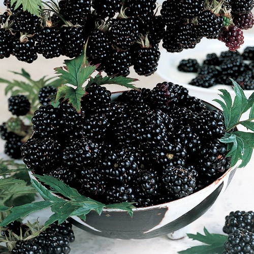 The Designer's Muse Blackberry Winter