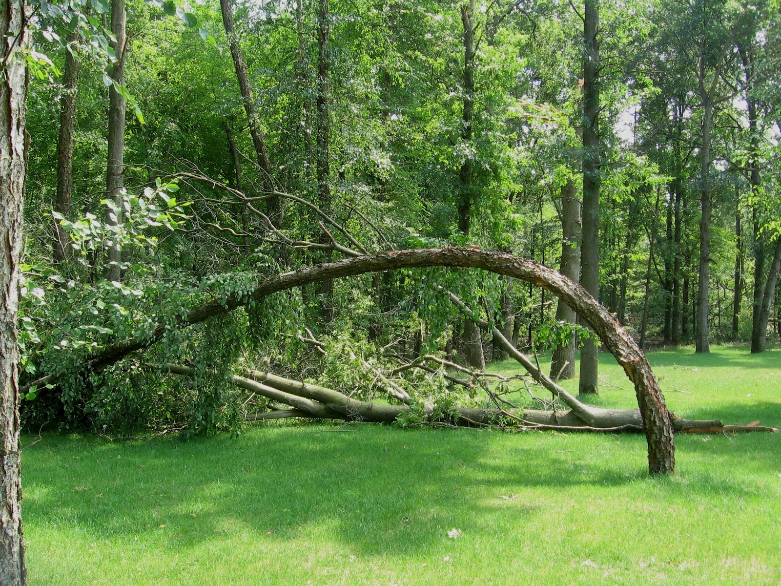 Tornado Trees Gendler