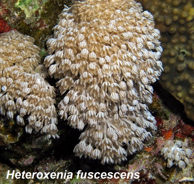 akvaryum habitat kizildeniz biyotop akvaryumu