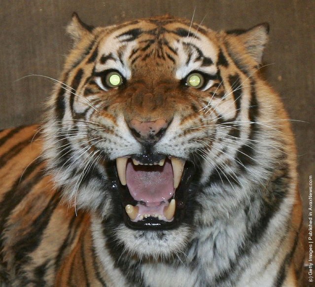 Siberian (Amur) Tiger: Siberian Tigers Trained To Live In Wild