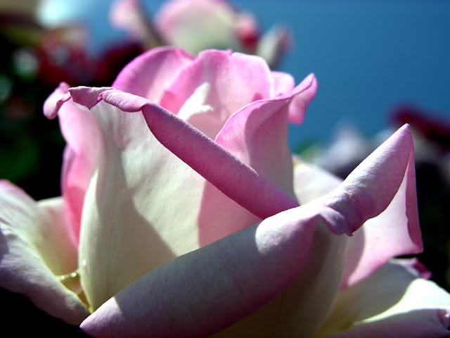 Rose Flower (அழகிய ரோஸ் ) Rose+flower+1+%25285%2529