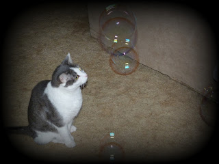 Ryan Newman chases bubble