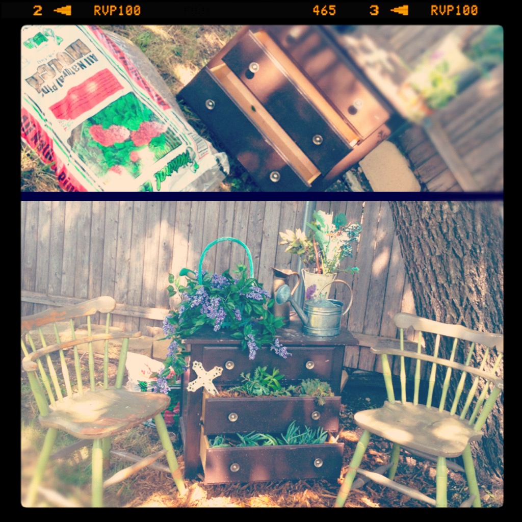 musings from mama Dresser Drawers turned Succulent Garden. DIY Gardening.