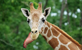 armless man feeds giraffe his foot