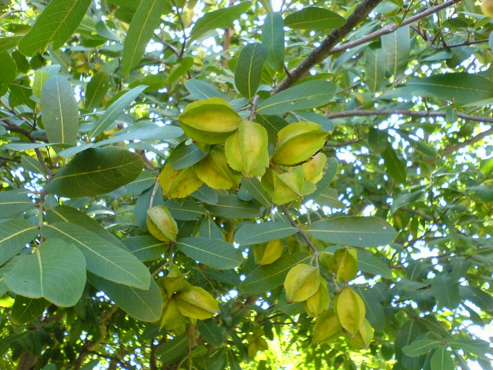 arjuna herb arjuna herb
