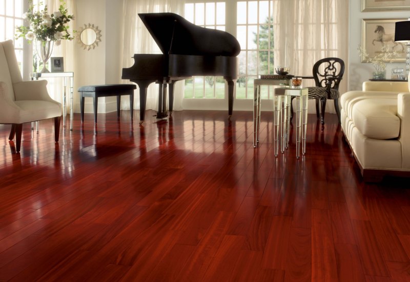 PlantWerkz Brazilian Ironwood Caesalpinia Ferrea