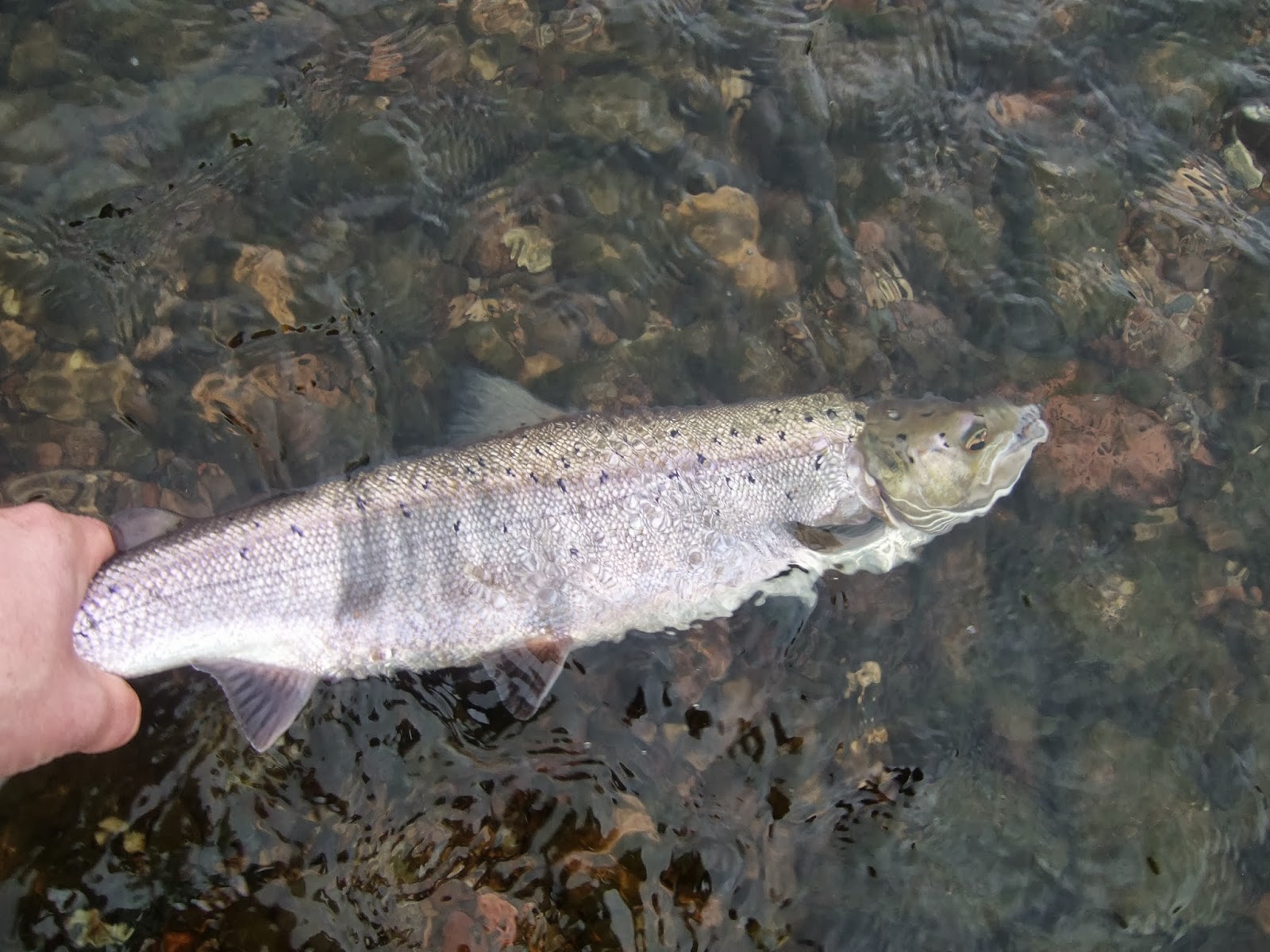 Dee & Don Salmon Fishing 3 Grilse From The Dee Today