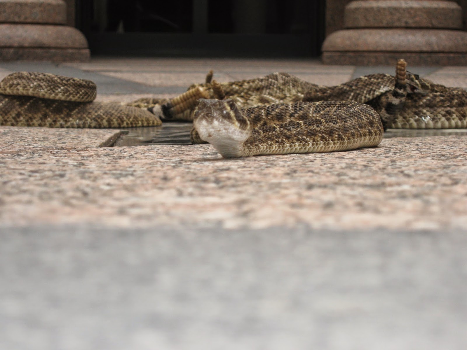 Adventures Sweetwater Jaycees Rattlesnake Roundup Day, Feb. 2, 2015