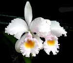 Cattleya schroederae