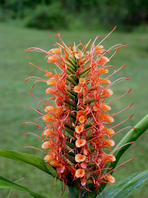 Hedychium coccineum 'Disney'