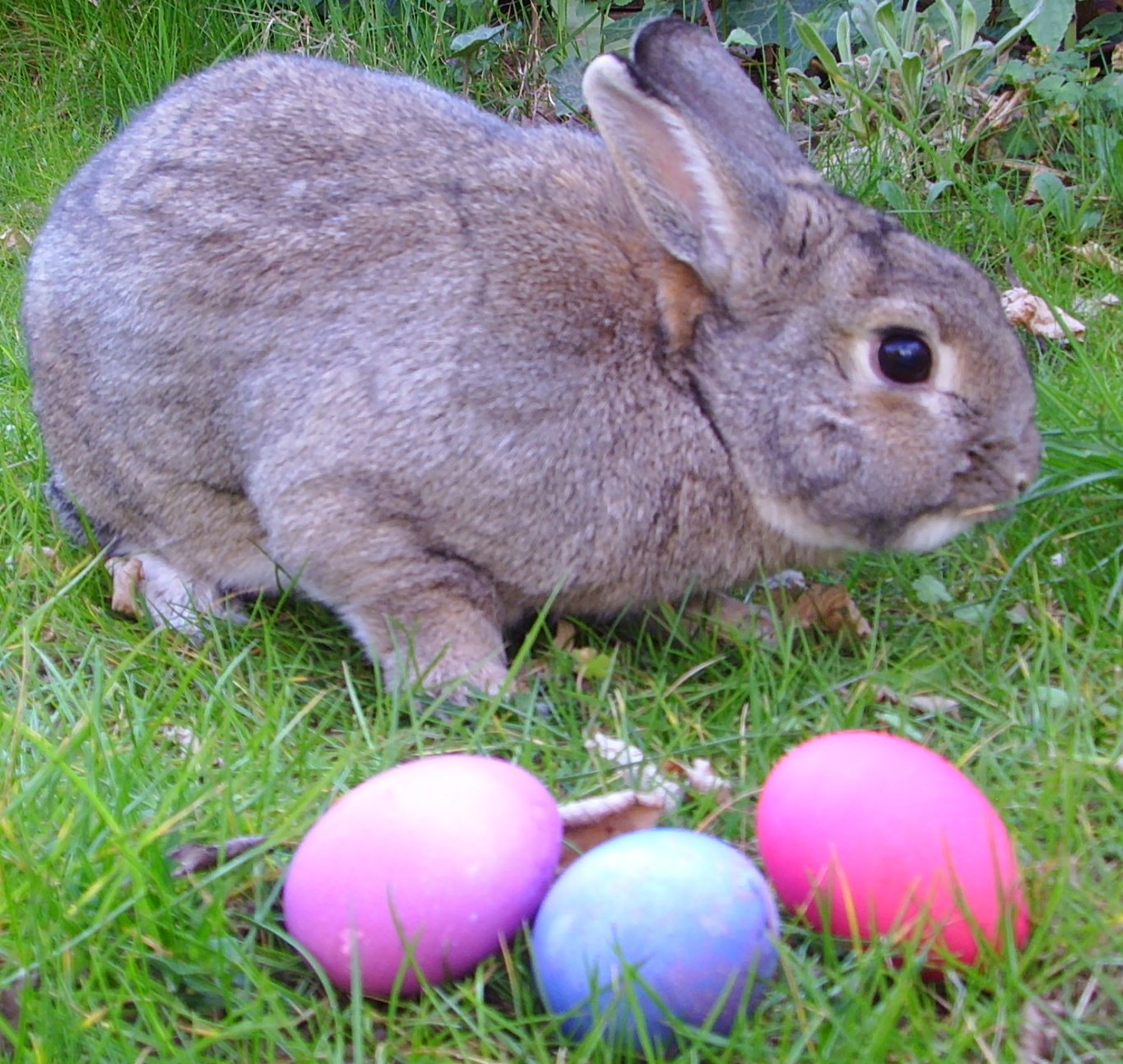 Royal Tribe EASTER BUNNY, EASTER EGGS AND THE REAL ESSENCE OF EASTER