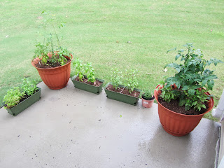 Gardening with Bobbins of Basil | bobbinsofbasil.blogspot.com