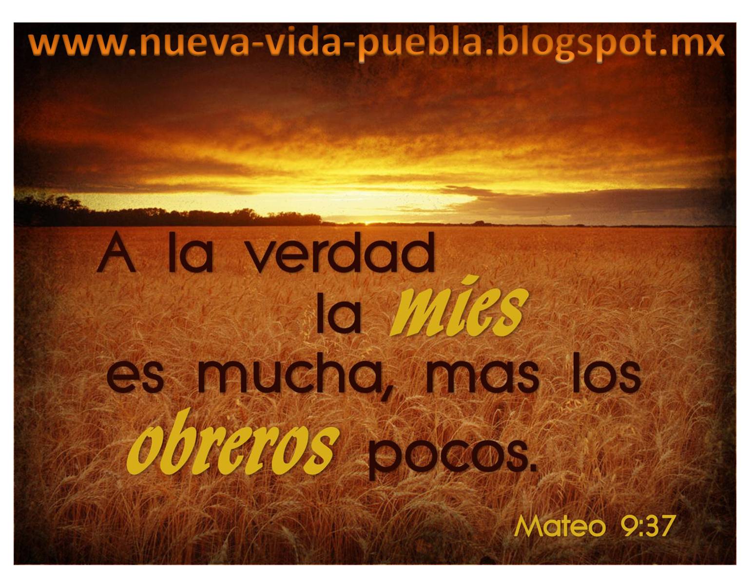 DIOS TIENE UN PROPÓSITO PARA NUESTRAS VIDAS... LA MIES ES MUCHA