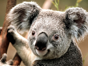 Oala Koala
