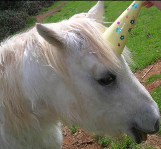 Elephant Toenail Report Unicorn Image Determined Fake!