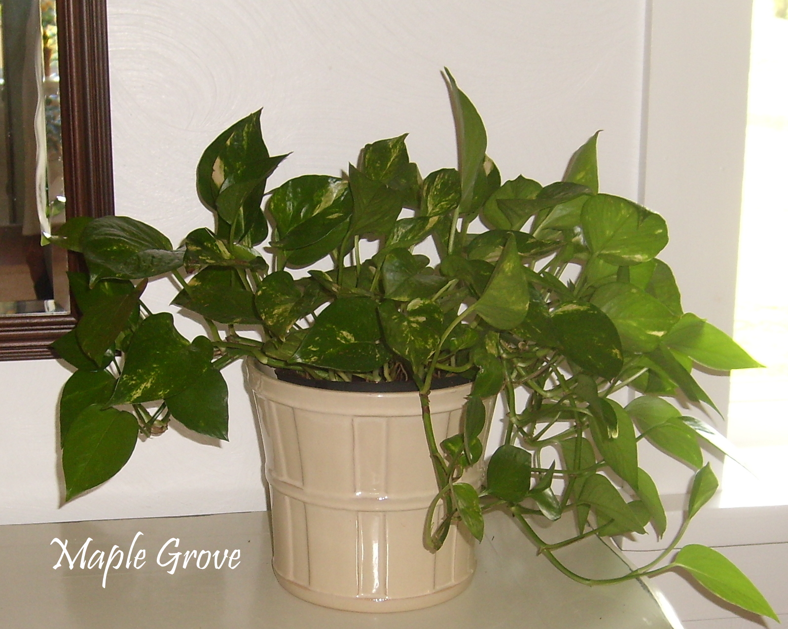 Home Plant | maple grove houseplant makeover Home Plant | maple grove houseplant makeover
