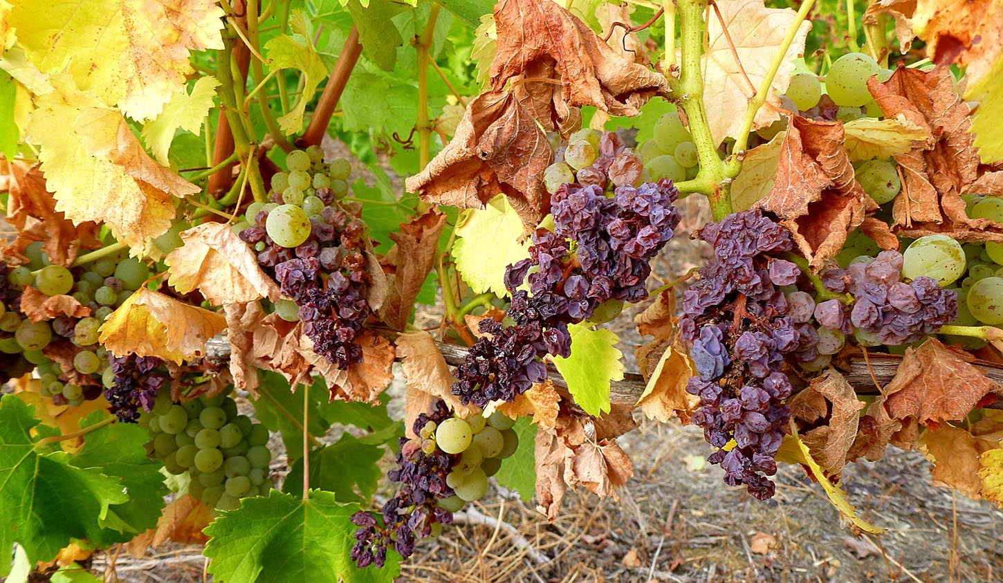 Living the life in SaintAignan Pas beau