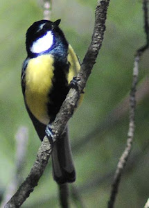 Parus major (carbonero común)