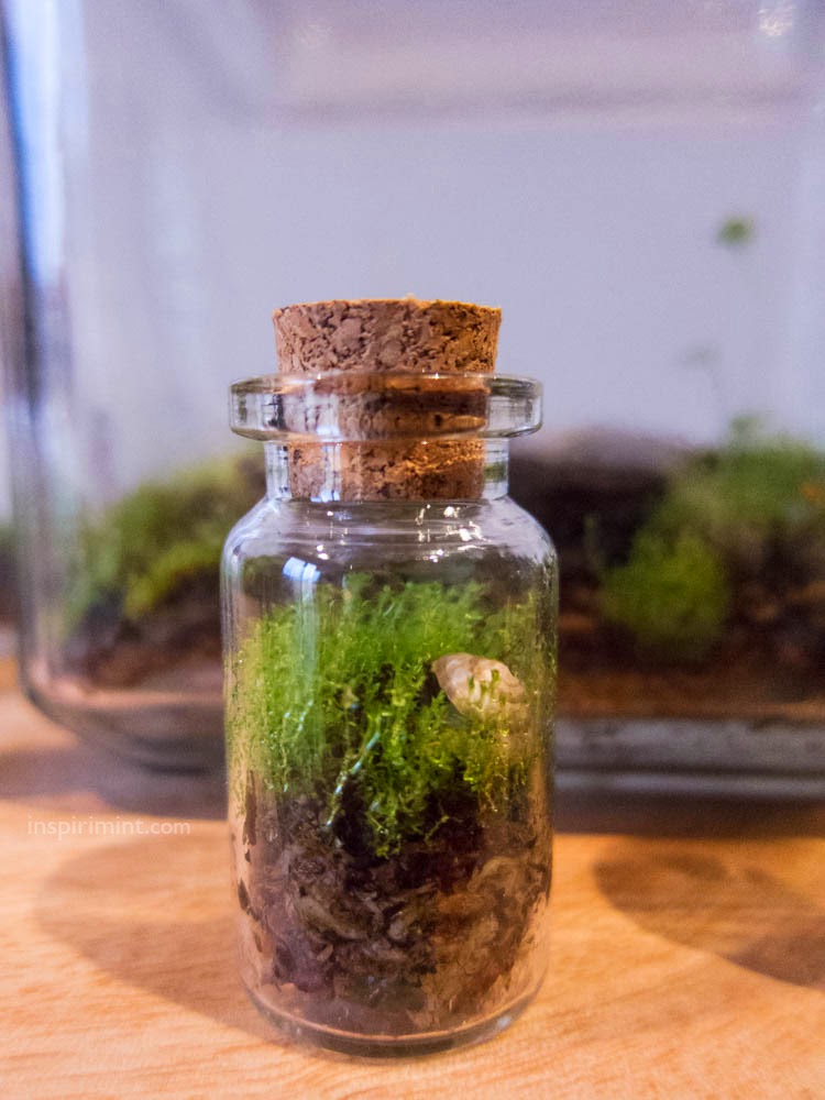 inspirimint stormy weather moss terrarium season inspirimint stormy weather moss terrarium season