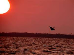 Pelican in the Sunset