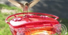 Wild Birds Unlimited: Best hummingbird window feeder