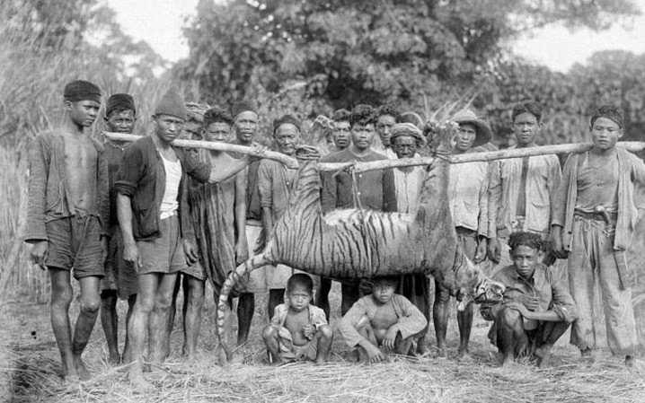 Species going extinct faster than old times | Fun Animals Wiki, Videos