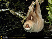 Pygmy Three-toed Sloth (Bradypus pygmaeus) exotic endagered rare animals of north america and south america the two toed sloth