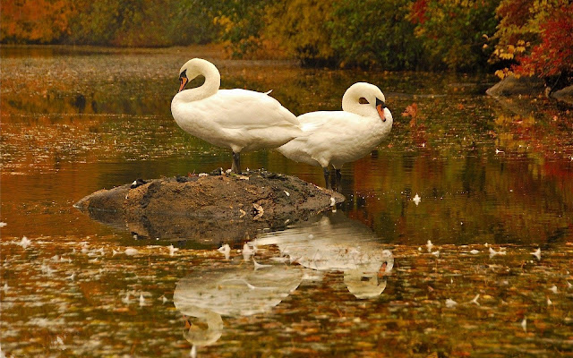 Two white swans standing in the water