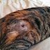 Picture of Cat Shot with Air Rifle (not gruesome)