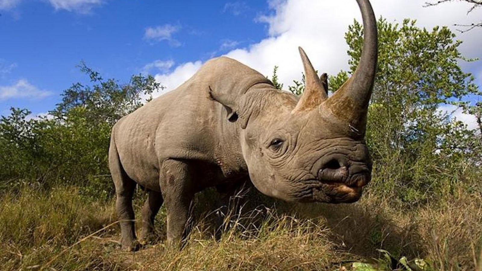 Imagenes Abstractas Hd De Animales | imagenes zt descarga fondos hd fondo de pantalla Imagenes Abstractas Hd De Animales | imagenes zt descarga fondos hd fondo de pantalla