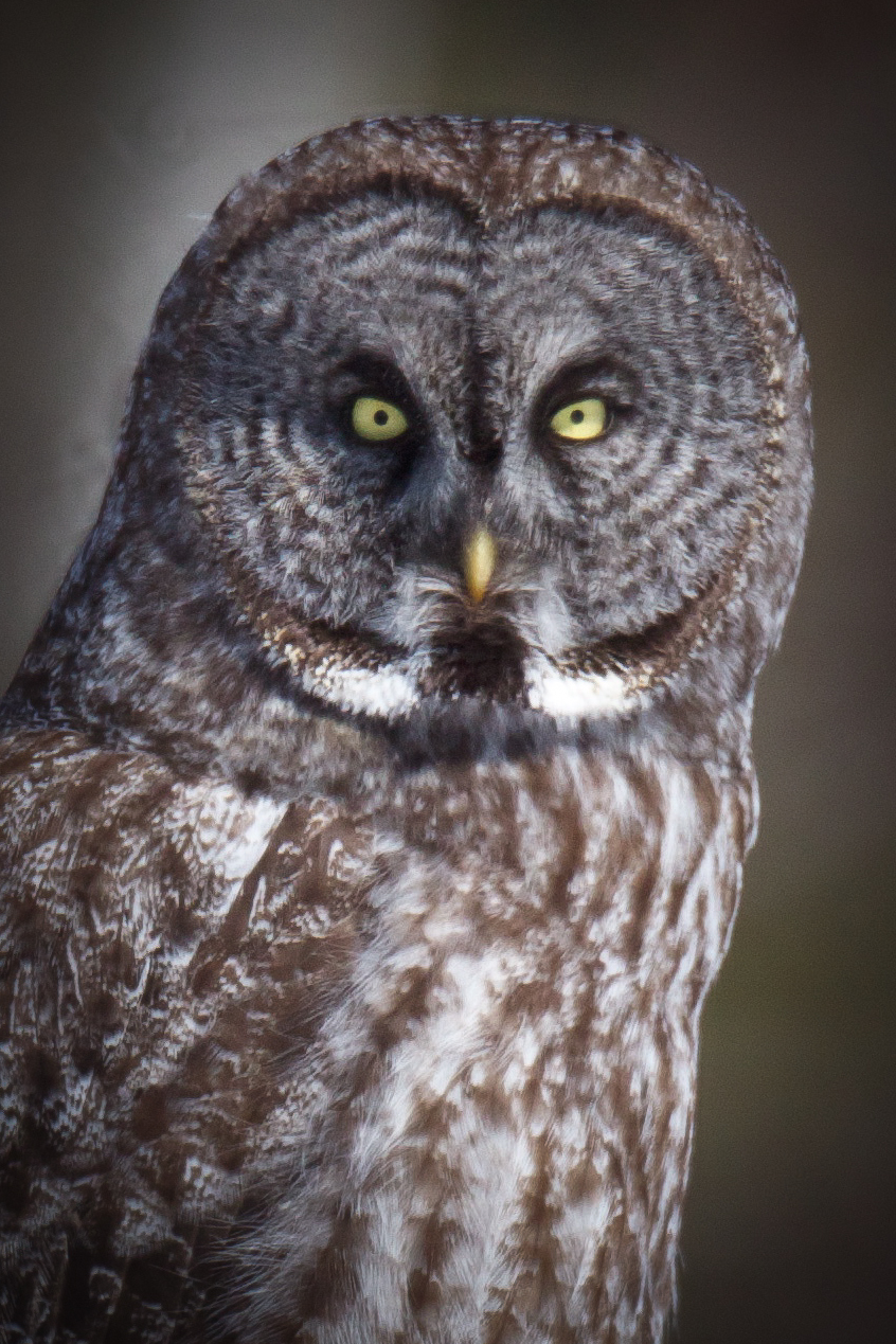 feather tailed stories great gray owl great grey owl size