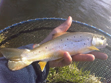 Wild Brown Trout.