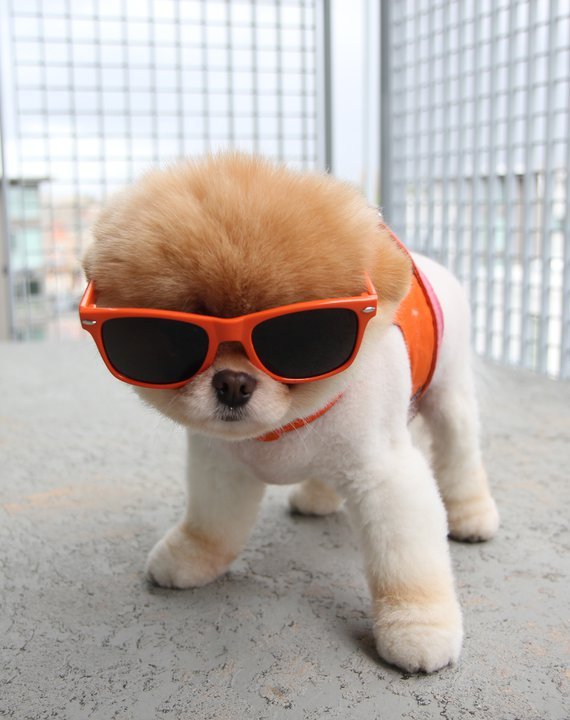 Fã Clube do Boo - o cachorrinho mais fofo do mundo!! =)