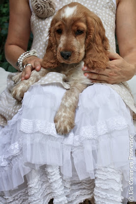 Cocker spaniel anglais de 2,5 mois